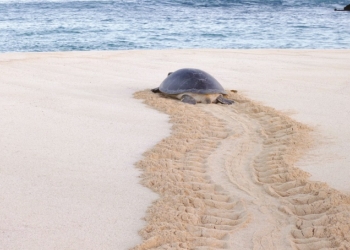 در رثای شایستگی لجستیکی - ترابران