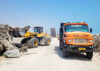 250 اصله نخل مرجوعی از محوطه‎های بنادر بندرلنگه امحا شد