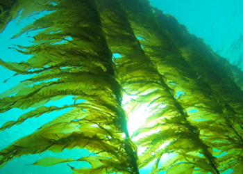 آغاز آزمایش از جلبک‌های دریایی برای استحصال سوخت کشتی