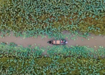 لایروبی تالاب انزلی