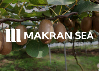 صادرات کیوی ایران