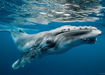 دیده شدن نهنگ گوژپشت کمیاب در دریای کیش