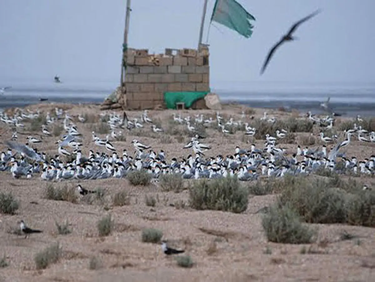 جزیره قبر ناخدا