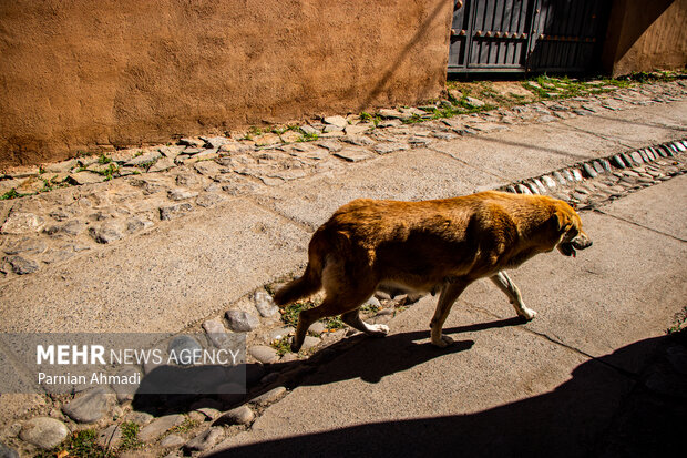 آسیبهای غذارسانی به حیوانات شهری؛ برهم خوردن تعادل زیستی