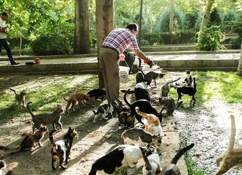 آسیبهای غذارسانی به حیوانات شهری؛ برهم خوردن تعادل زیستی