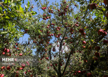 تهران سبزتر می شود؛ جهش بی‌سابقه باغداری در سایه کم‌آبی