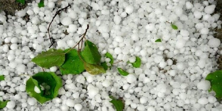 خزایی: خسارت تگرگ به اراضی کشاورزی ۶ روستای کنگاور در دست بررسی است - خبرگزاری مهر | اخبار ایران و جهان