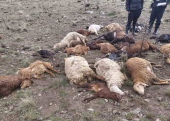 دامود: ۳۰ رأس دام تلف‌شده بر اثر صاعقه در هرسین دفن بهداشتی شد - خبرگزاری مهر | اخبار ایران و جهان